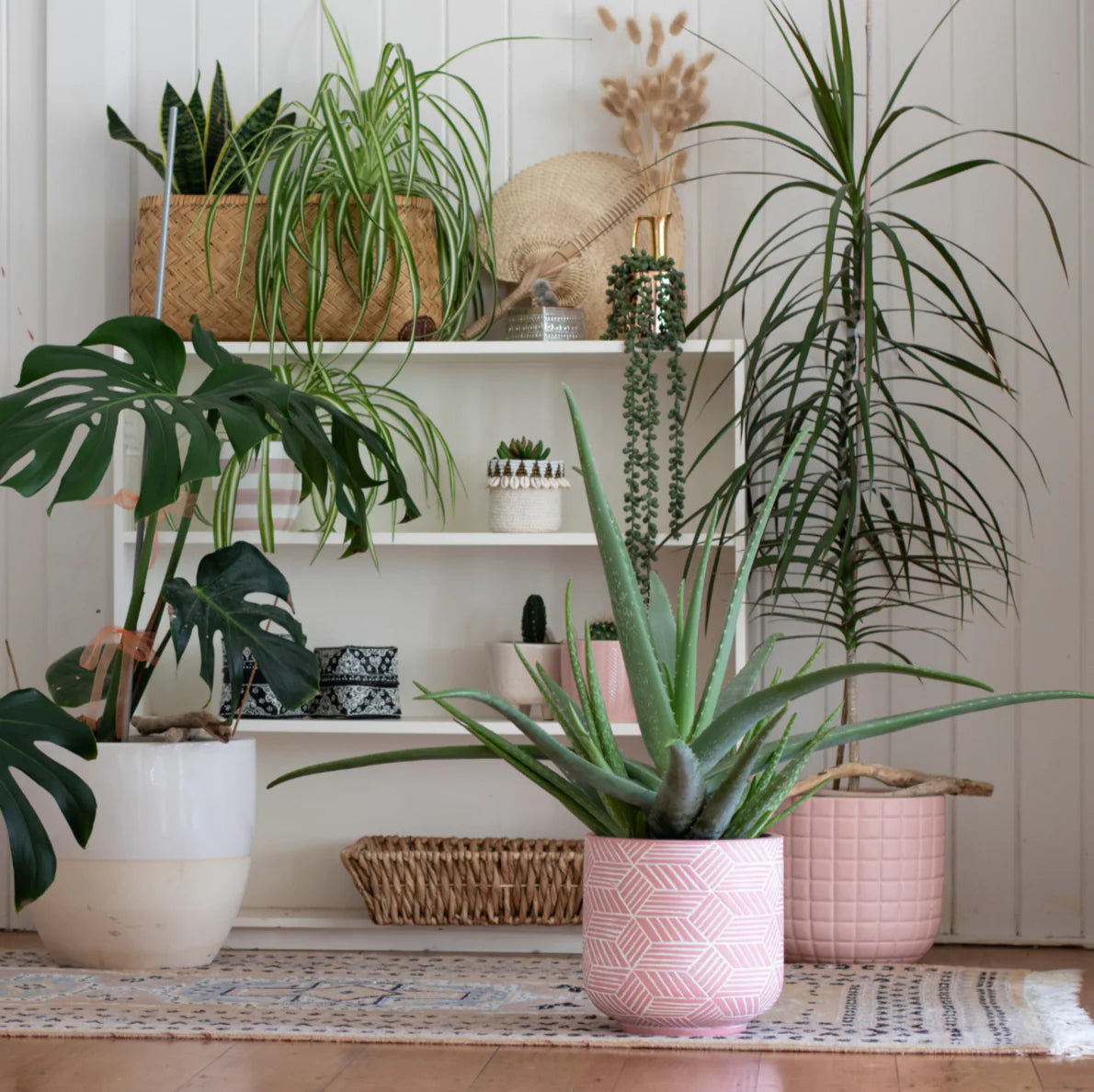 Healthy thriving houseplants including monstera, spider plant, aloe vera and trailing plants maintained with PlantMate automatic watering system