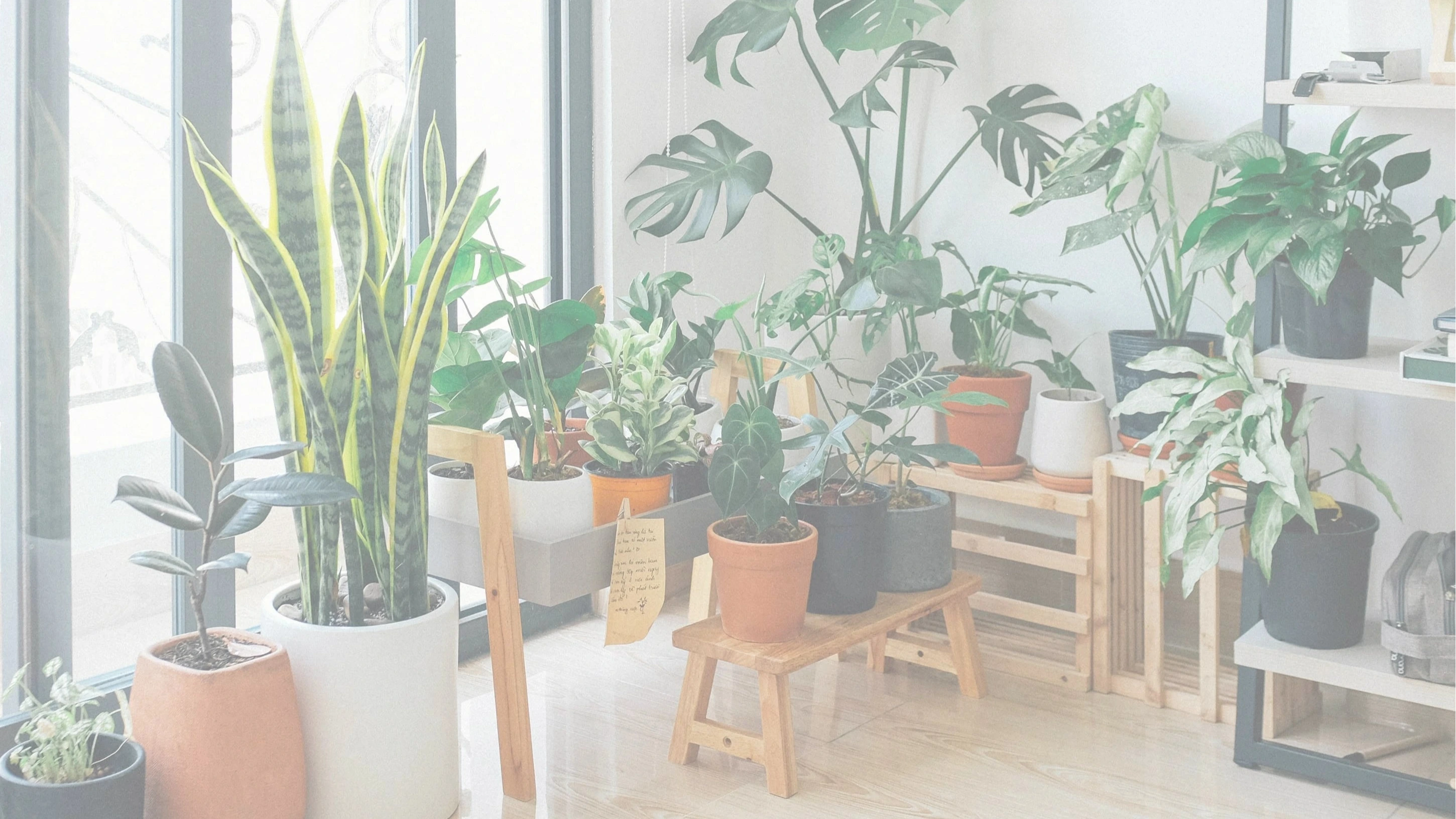 Thriving indoor plant collection maintained by PlantMate automatic watering system including snake plants, monstera, and pothos