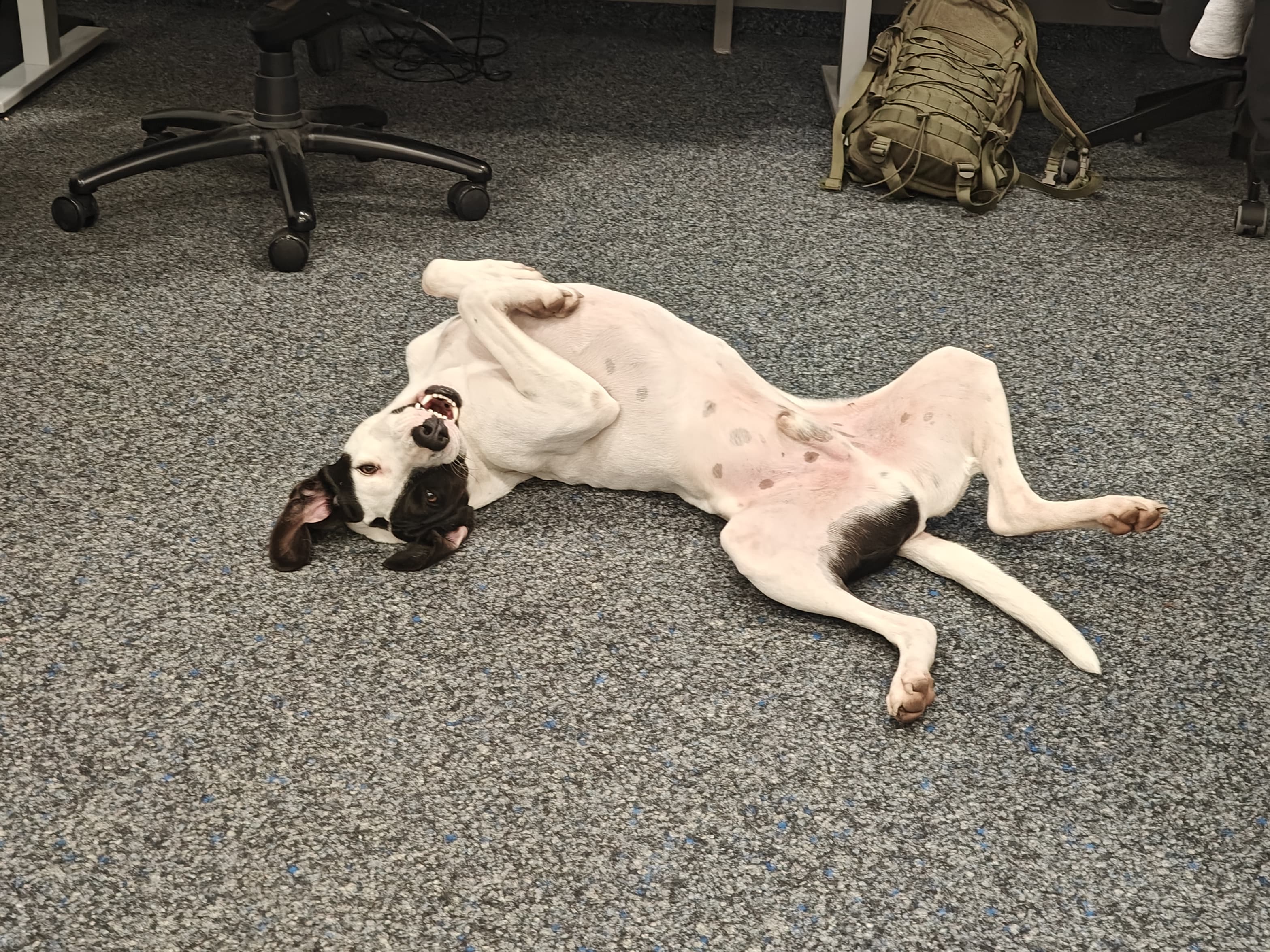 PlantMate office dog relaxing in Swiss headquarters where automatic plant watering systems are developed