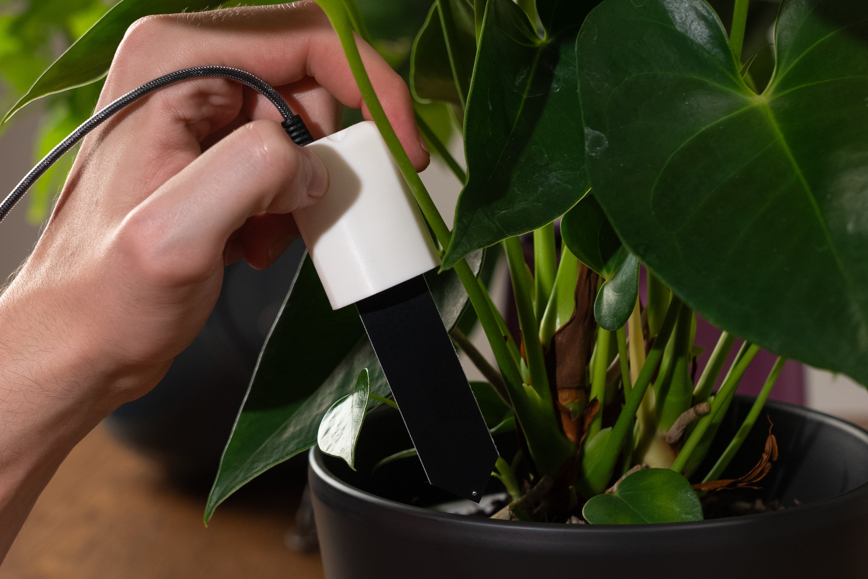 PlantMate soil moisture sensor being installed in houseplant soil for automatic plant watering system setup