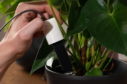 PlantMate soil moisture sensor being installed in houseplant soil for automatic plant watering system setup